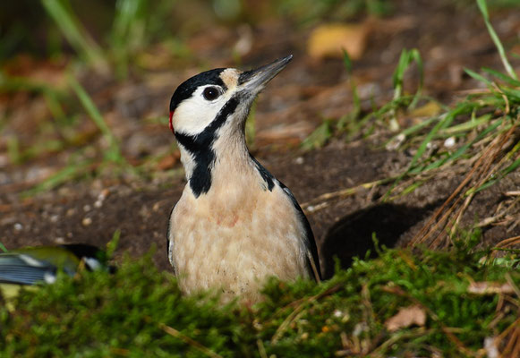 BUNTSPECHT, GREAT SPOTTED WOODPECKER, DENDROCOPOS MAJOR