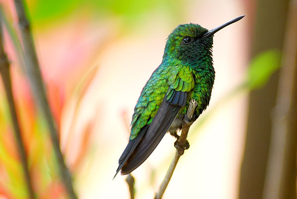 BLAUSCHWANZSMARAGDKOLIBRI, BLUE-TAILED EMERALD, CHLOROSTILBON MELLISUGUS 
