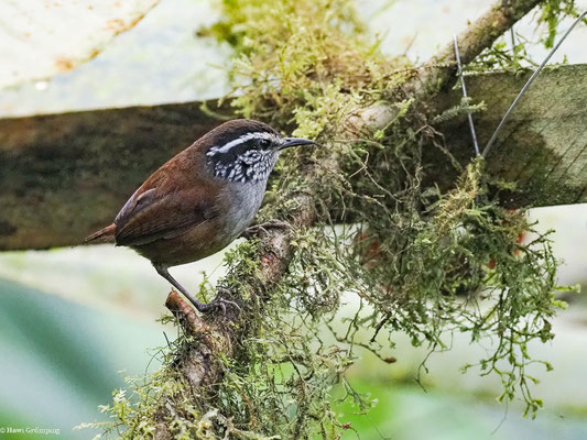 EINSIEDLERZAUNKÖNIG, GRAY-BREASTED WOOD-WREN - HENICORHINA LEUCOPHRYS