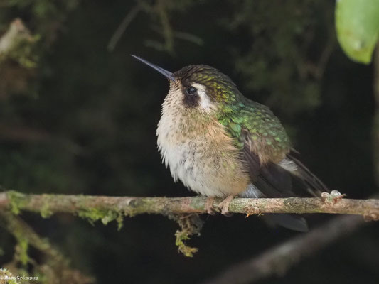 SCHWARZOHRKOLIBRI, SPECKLED HUMMINGBIRD - ADELOMYIA MELANOGENYS