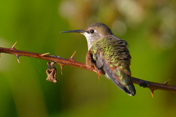 ROTRÜCKEN-ZIMTELFE, RUFOUS HUMMINGBIRD, SELASPHORUS RUFUS