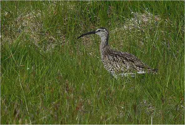 REGENBRACHVOGEL, WHIMBREL, NUMENIUS PHAEOPUS