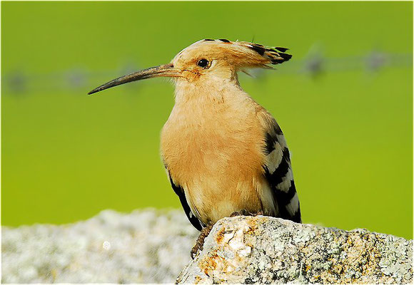 WIEDEHOPF, HOOPOE, UPUPA EPOPS