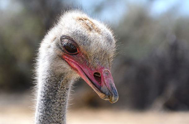 STRAUSS, COMMON OSTRICH, STRUTHIO CAMELUS