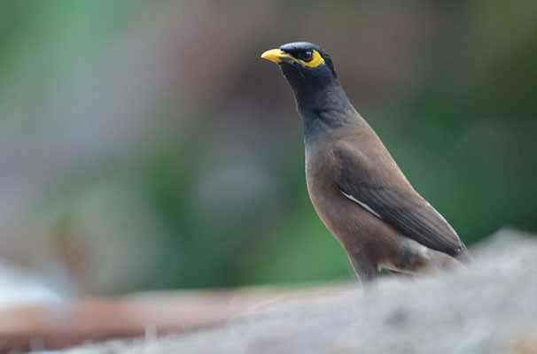 HIRTENMAINA, COMMON MYNA, ACRIDOTHERES TRISTIS
