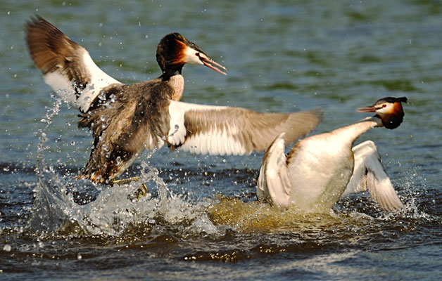 HAUBENTAUCHER, GREAT CRESTET GREBE, PODICEPS ERISTATUS