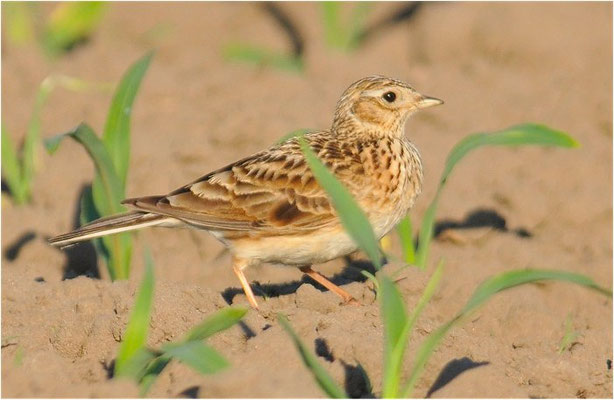 FELDLERCHE, SKYLARK, ALAUDA ARVENSIS
