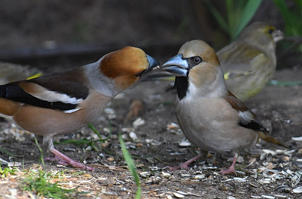 KERNBEISSER, HAWFINCH, COCCOTHRAUSTES  COCCOTHRAUSTES