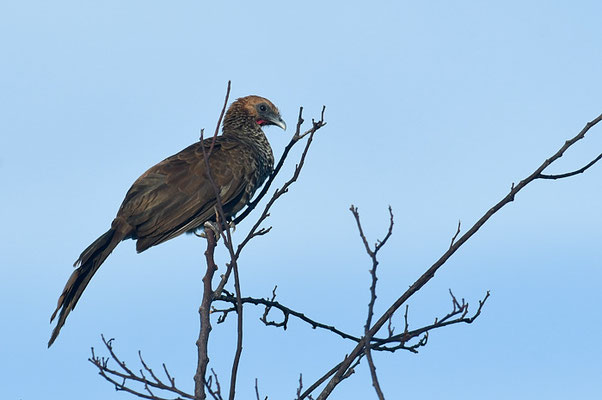 WEISSBAUCHGUAN, WHITE-BELLIED CHACHALACA, ORTALIS ARAUCUAN