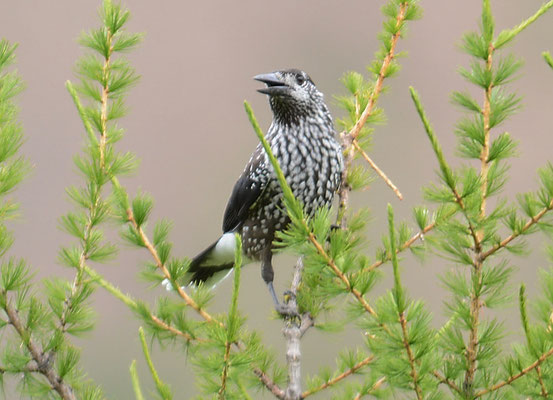 TANNENHÄHER, NUTCRACKER, NUCIFRAGA CARYOCATACTES