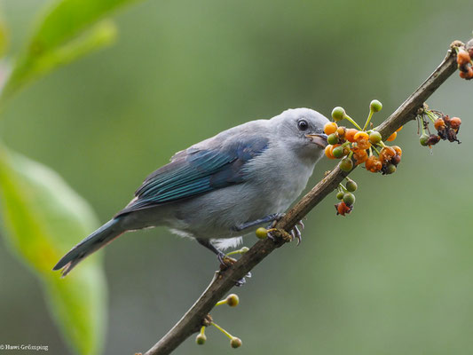 BISCHOFSTANGARE, BLUE-GRAY TANAGER - THRAUPIS EPISCOPUS