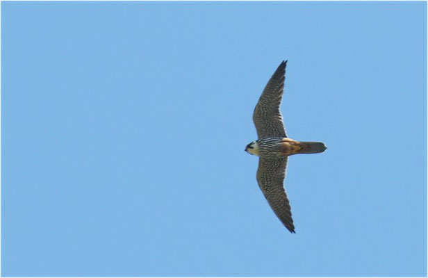 BAUMFALKE, HOBBY, FALCO SUBBUTEO