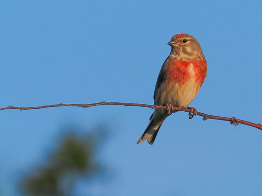 Bluthänfling, Kneu, Common Linnet