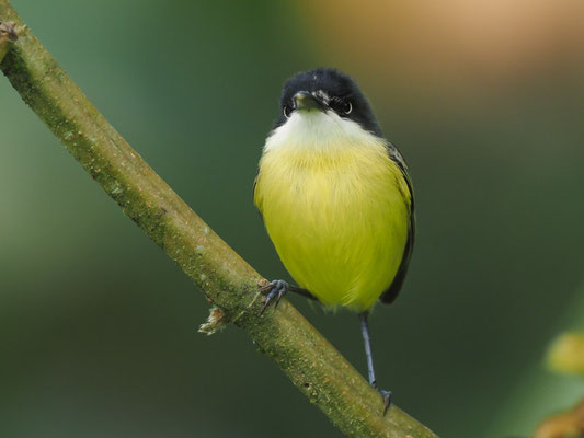 GELBBAUCH-SPATELTYRANN, COMMON TODY-FLYCATCHER - TODIROSTRUM CINEREUM