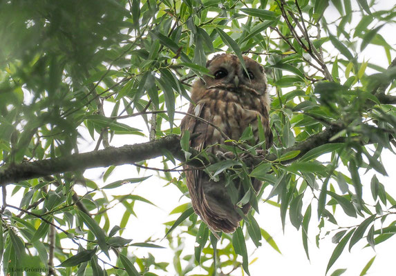 WALDKAUZ, TAWNY OWL, STRIX ALUCO