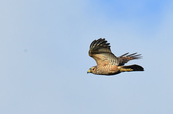 WEGEBUSSARD, ROADSIDE HAWK, BUTEO MAGNIROSTRIS