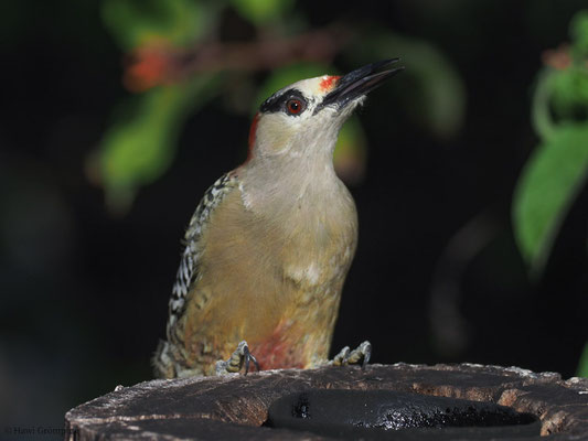 BAHAMASPECHT, WEST-INDIAN WOODPECKER, MELANERPES SUPERCILIARIS