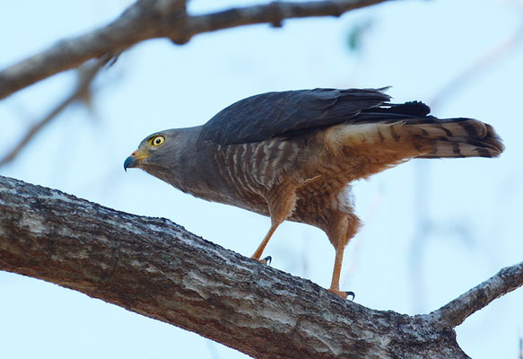 WEGEBUSSARD, ROADSIDE HAWK, BUTEO MAGNIROSTRIS
