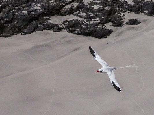 Rotschnabel-Tropikvogel, Red-billed Tropicbird - phaeton aethereus