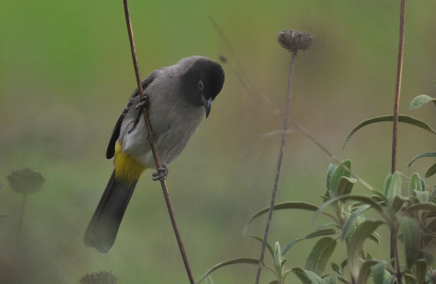 GELBSTEISSBÜLBÜL, WHITE-SPECTACLED BULBUL, PYCNONOTUS XANTHOPYGOS