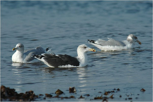MANTELMÖWE, GREAT BLACK-BACKED GULL, LARUS MARINUS