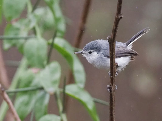 Weißbrauen-Mückenfänger, White-browed Gnatcatcher - Polioptila bileneata
