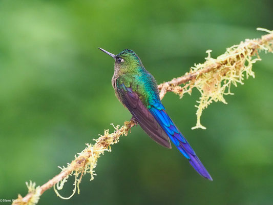 LANGSCHWANZSYLPHE, VIOLET-TAILED SYLPH -  AGLAIOCERCUS COELESTIS