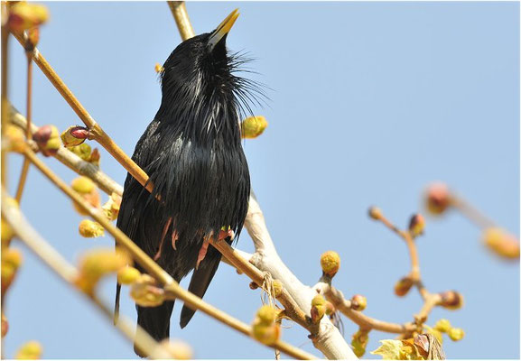 EINFARBSTAR, SPOTTLESS STARLING, STURNUS UNICOLOR