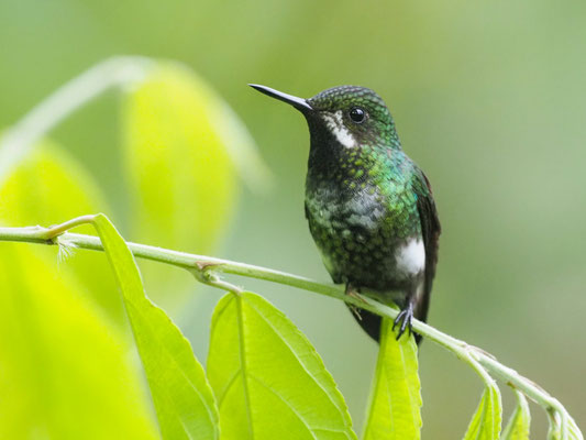GRÜNE FADENELFE, GREEN THORNTAIL - DISCOSURA CONVERSII