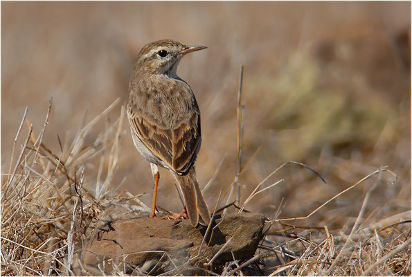 KANARENPIEPER, BERTHELOT´S PIPIT, ANTHUS BERTHELOTII