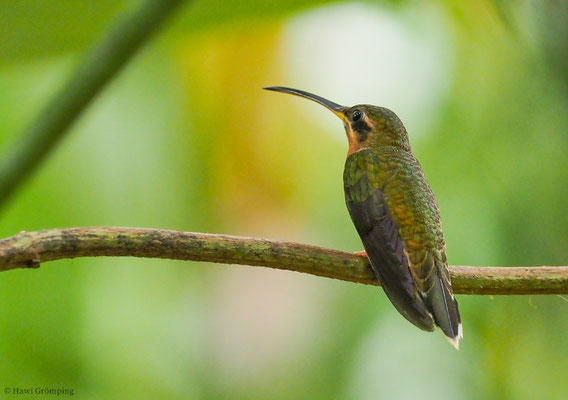 KUPFERSCHATTENKOLBRI, BRONZY HERMIT, GLAUCIS AENEUS