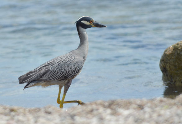 KRABBENREIHER, YELLOW-CROWNED NIGHT HERON, NYCTINASSA VIOLACEUS