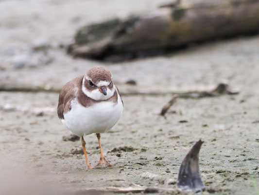 Amerikanischer Sandregenpfeifer, Semipalmated Plover - Charadrius semipalmatus
