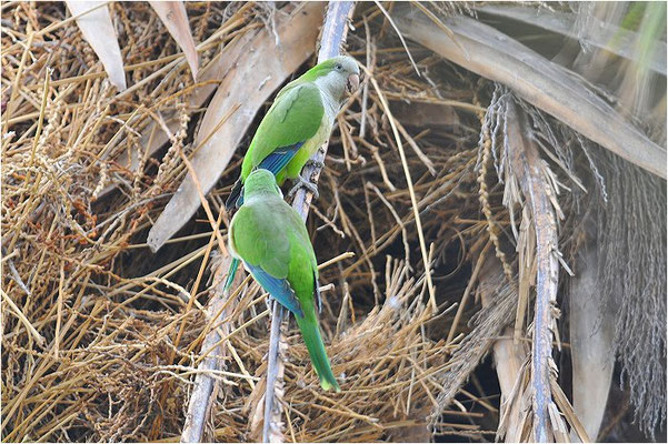 MÖNCHSSITTICH, MONK PARAKEET, MYIOPSITTA MONACHUS
