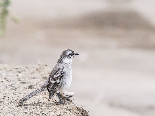Langschwanz-Spottdrossel, Long-tailed Mockingbird - Mimus longicaudatus