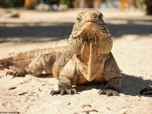 Kubanischer Leguan auf Cayo Iguana