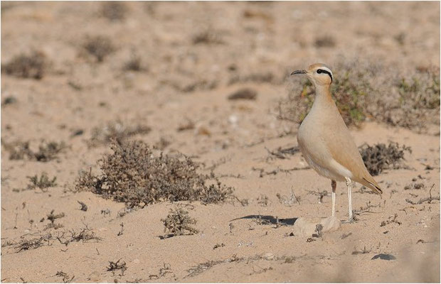 RENNVOGEL, CREAM-COLOURED COURSER, CURSORIUS CURSOR