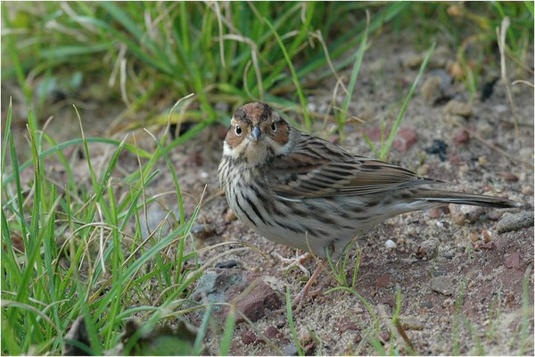 ZWERGAMMER, LITTLE BUNTING, EMBERIZA PULSILLA