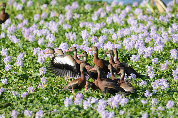 HERBSTPFEIFENTE, BLACK-BELLIED WHISTLING-DUCK,DENDROCYGNA AUTUMNALIS