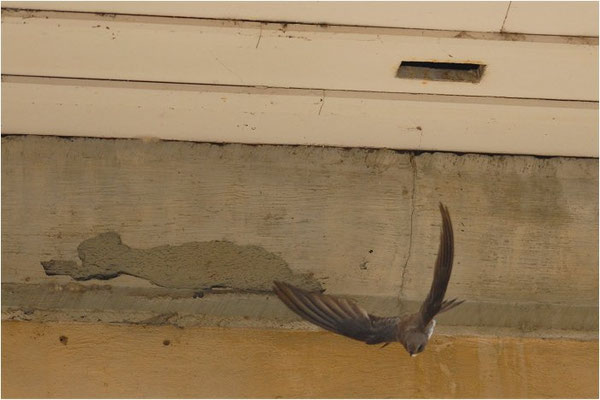 ALPENSEGLER, ALPINE SWIFT, APUS MELBA