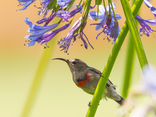 BLAUBANDNEKTARVOGEL, SOUTHERN DOUBLE-COLLARED SUNBIRD, CINNYRIS CHALYBEUS
