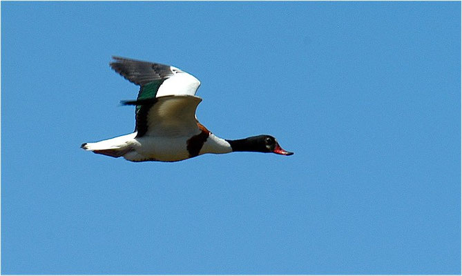 BRANDENTE, SHELDUCK, TADORNA TADORNA 