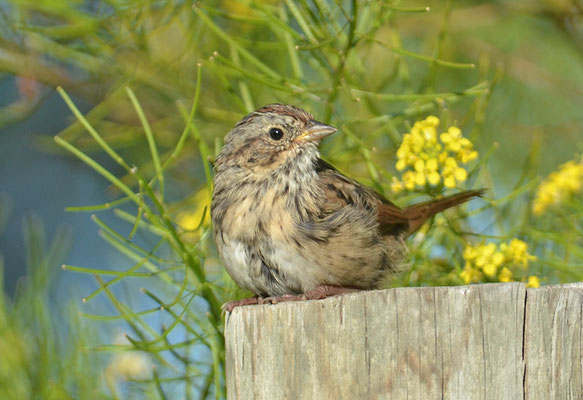 LINCOLNAMMER, LINCOLN´S SPARROW, MELOSPIZA LINCOLNII
