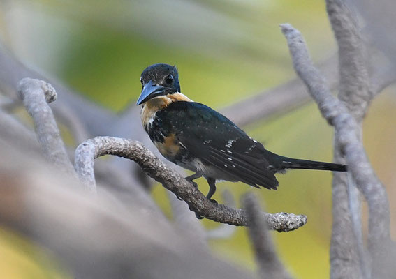 GRÜNFISCHER, GREEN KINGFISHER, CHLOROCERYLE AMERICANA