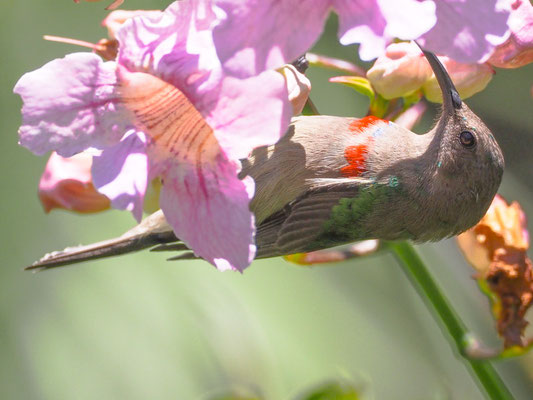 BLAUBANDNEKTARVOGEL, SOUTHERN DOUBLE-COLLARED SUNBIRD, CINNYRIS CHALYBEUS