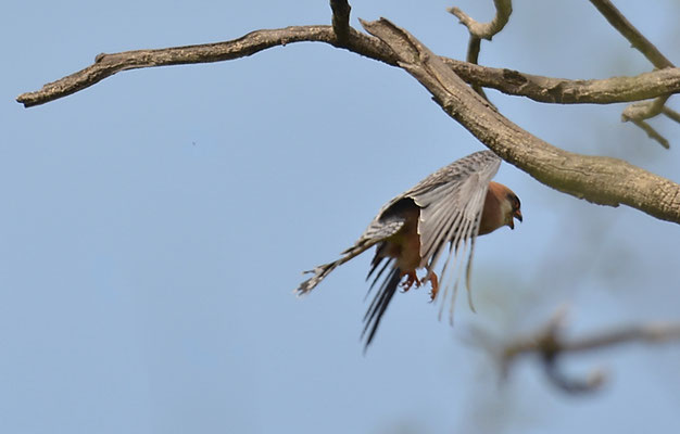 ROTFUSSFALKE, RED-FOOTED FALCON, FALCO VESPERTINUS