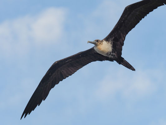 PRACHTFREGATTVOGEL, MAGNIFICENT FRIGATEBIRD - FREGATA MAGNIFCENS