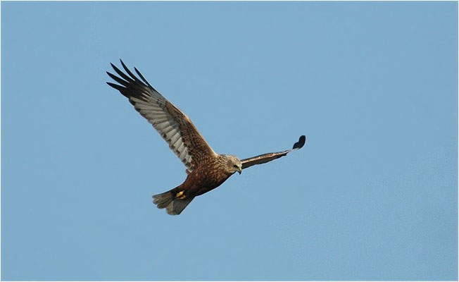 ROHRWEIHE, MARSH HARRIER, CIRCUS AERUGINOSUS
