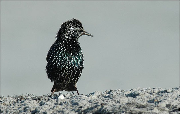 STAR, STARLING, STURNUS VULGARIS