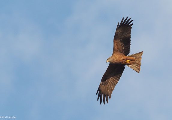 SCHWARZMILAN, BLACK KITE, MILVUS MIGRANS